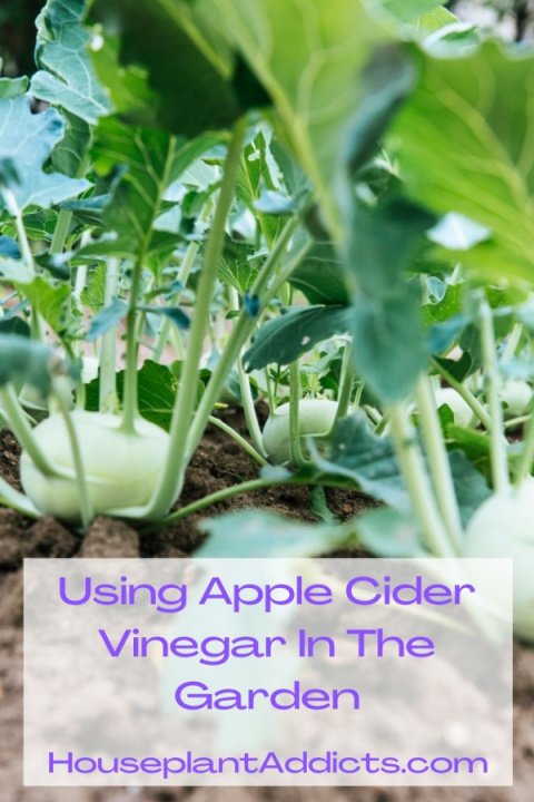 Using Apple Cider Vinegar In The Garden