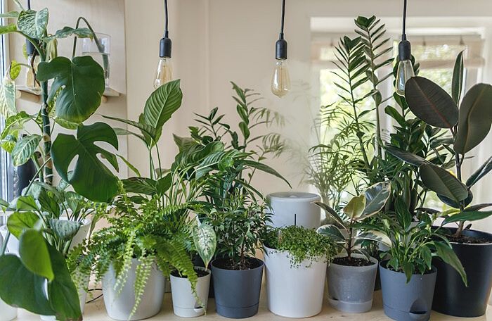 Plants on a table
